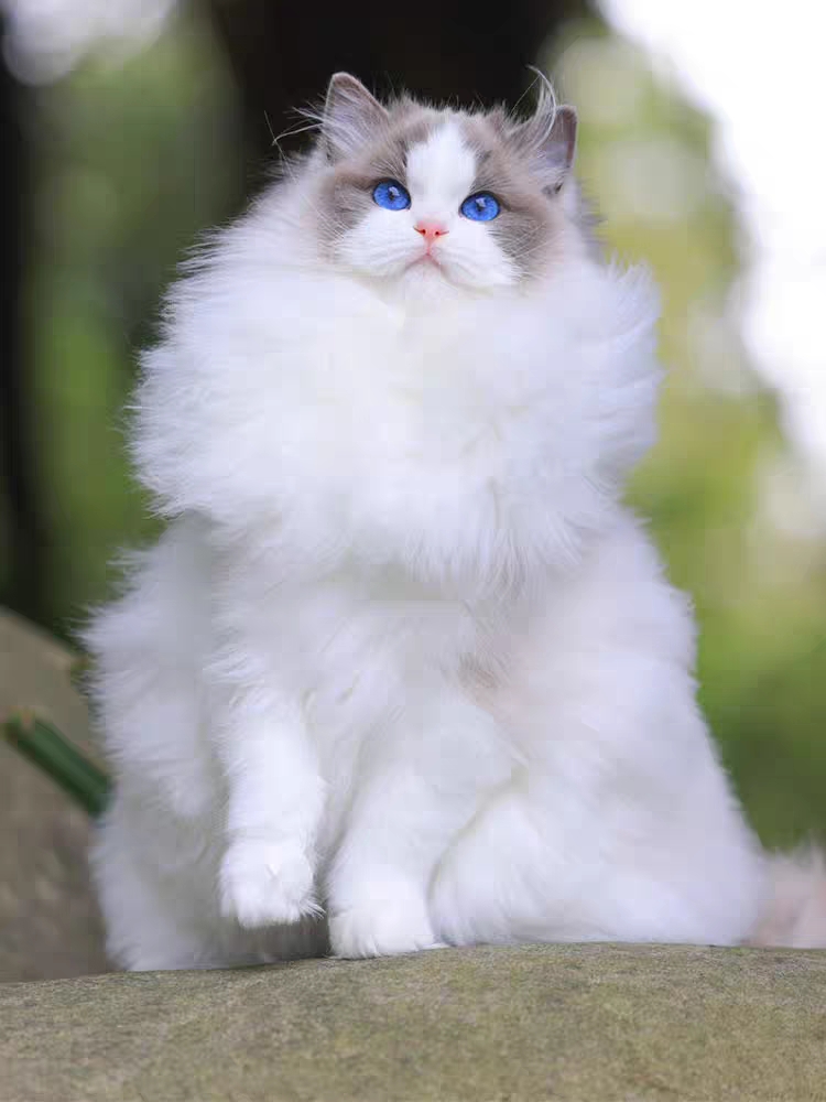 猫舍直销,批发价出售,布偶猫